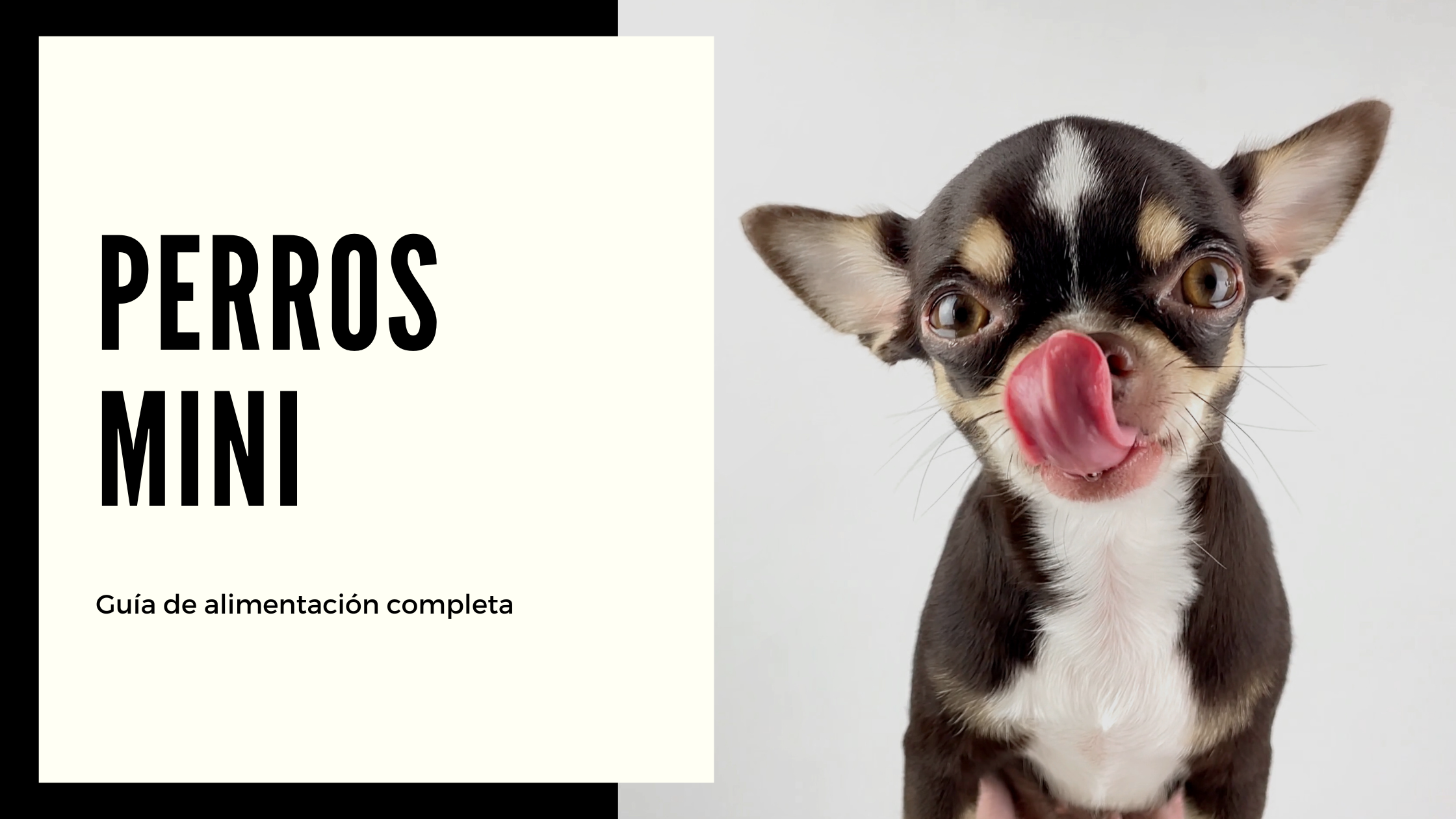 Guía Completa sobre la Alimentación de Perros Mini: Características y Necesidades Específicas