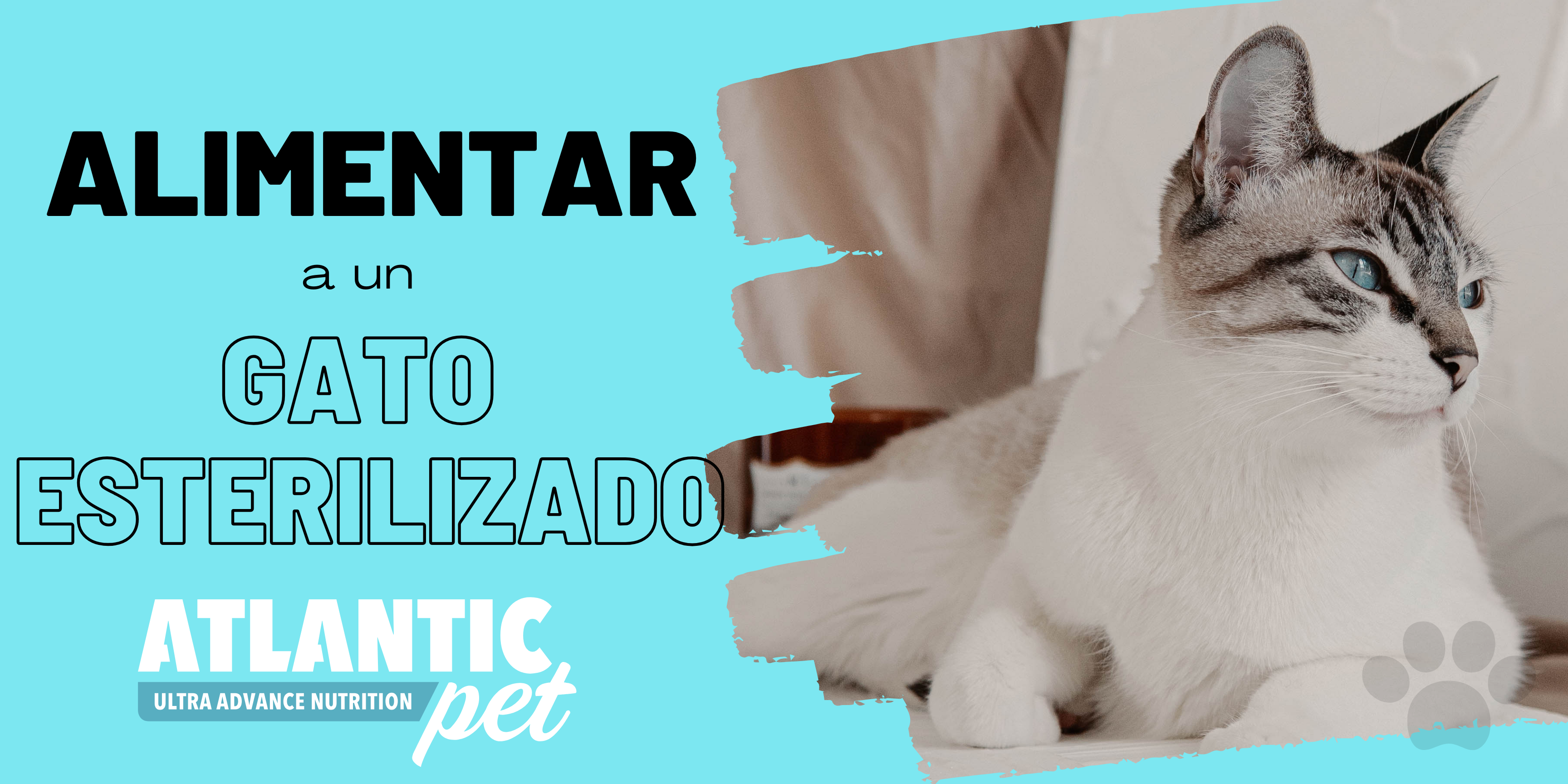 Cómo alimentar a un gato esterilizado