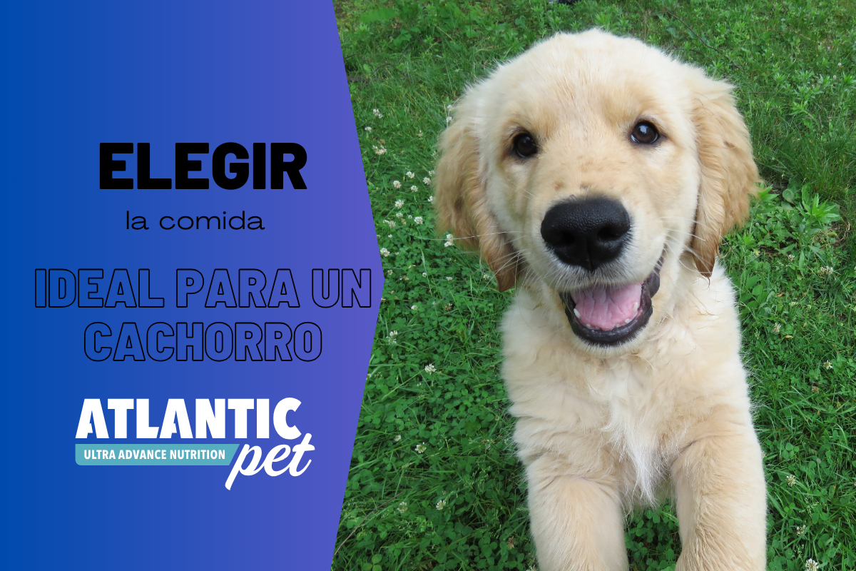 ¿Cómo elegir la comida para cachorros ideal?