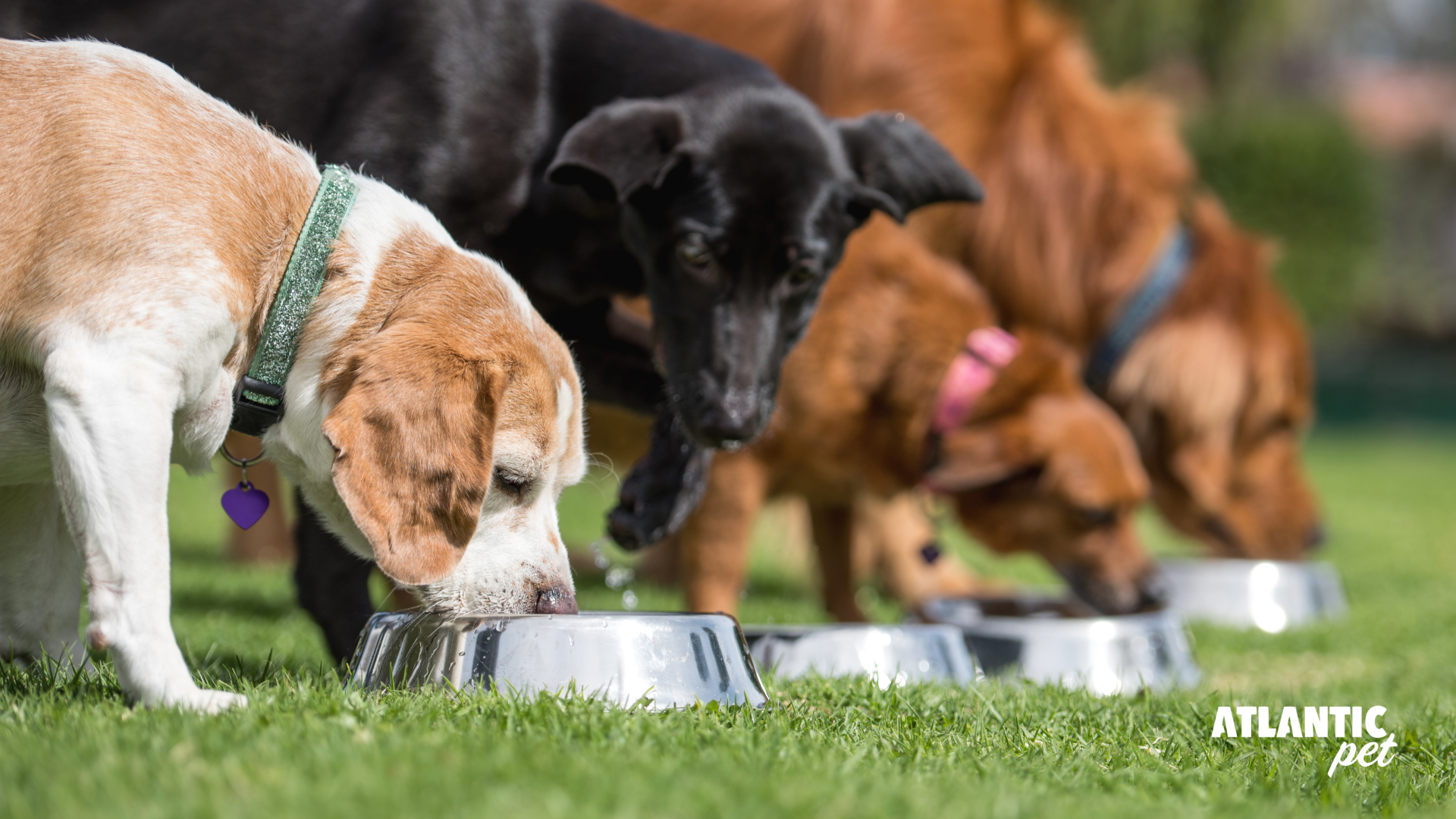 Guía para una Dieta Equilibrada para Perros: Cómo Construir una Alimentación Saludable para tu Mascota