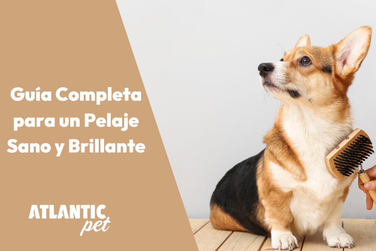 Alimentos para Mejorar el Pelaje del Perro: Guía Completa para un Pelaje Sano y Brillante