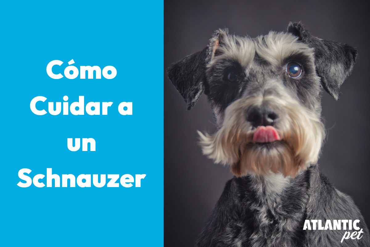 Cómo cuidar a un Schnauzer: consejos prácticos para criar, educar y entrenar a tu compañero