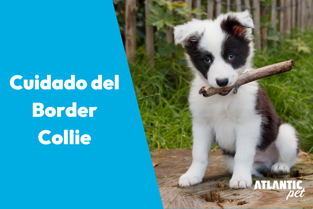 Cuidado del Border Collie: Guía Completa para Criar y Educar a tu Perro