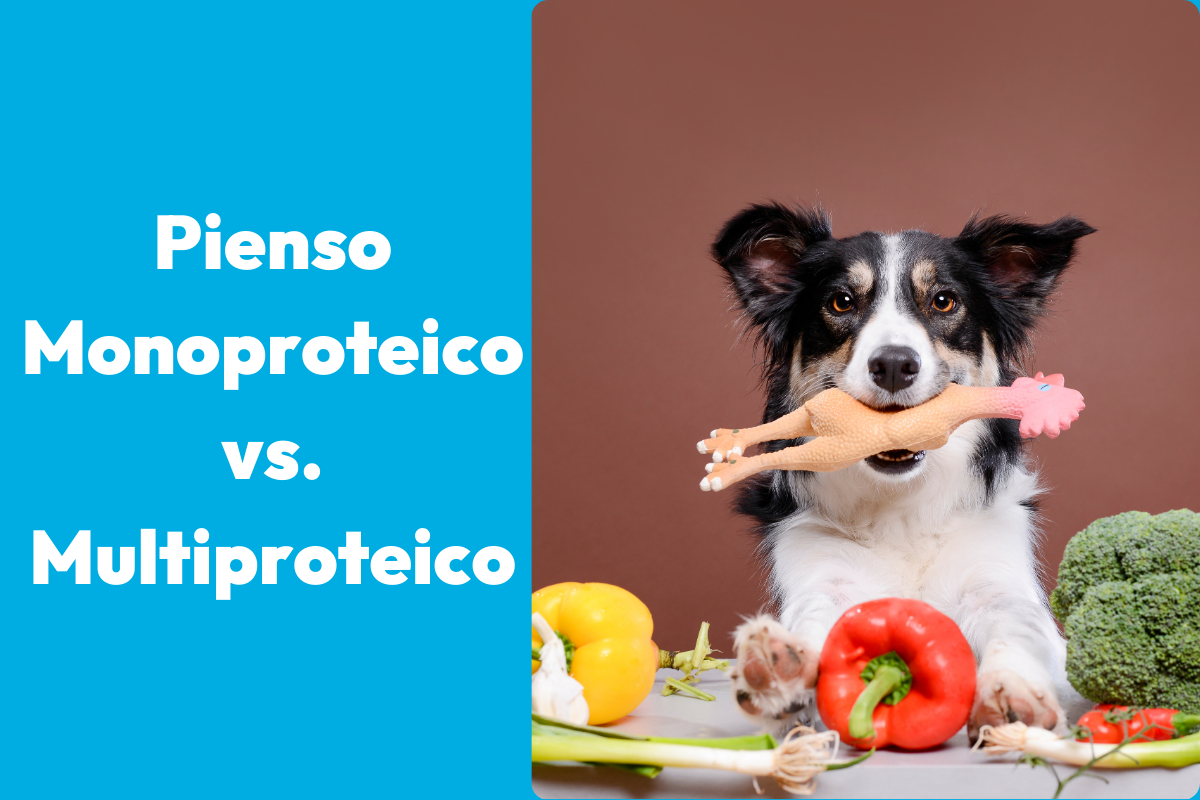 Pienso Monoproteico vs. Multiproteico: ¿Cuál es la mejor opción para tu perro?