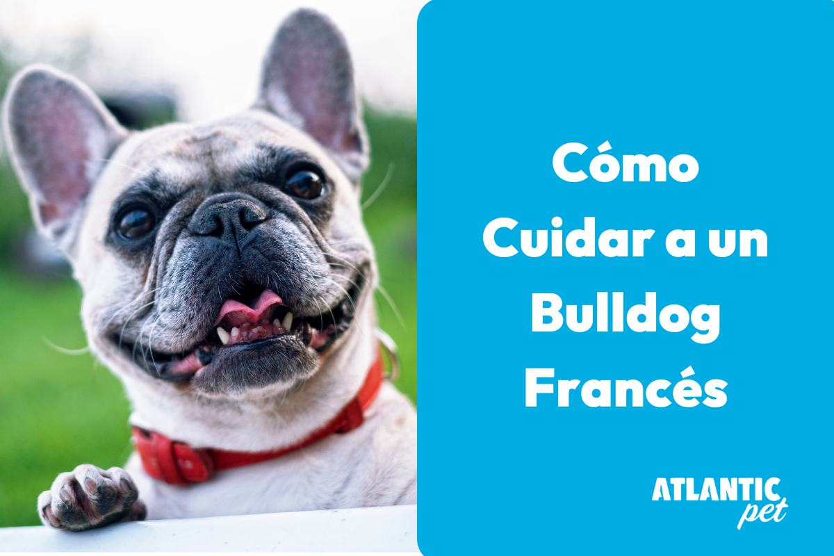 Cómo Cuidar a un Bulldog Francés: Guía Completa para el Bienestar de tu Perro