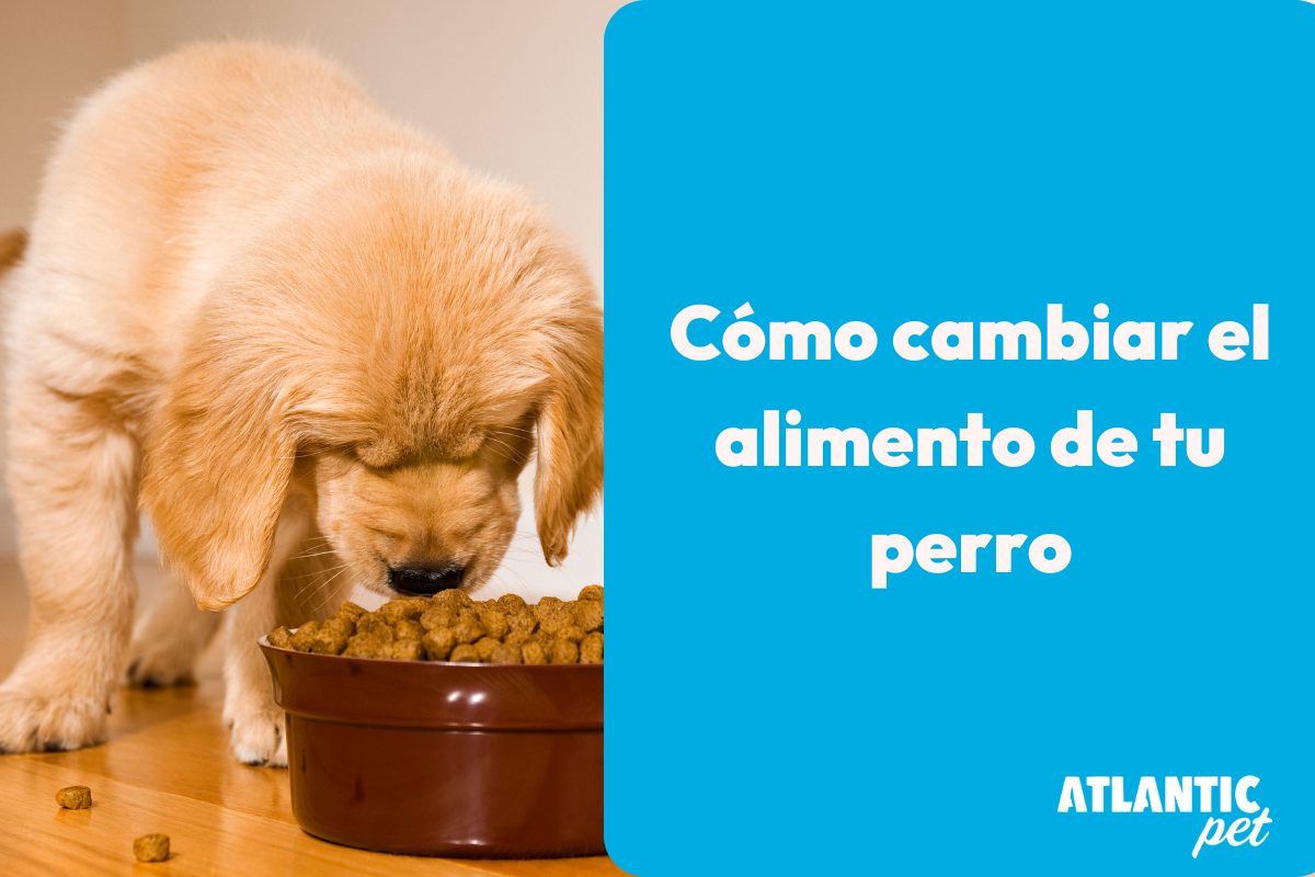 Cómo cambiar el alimento de tu perro: La guía definitiva para una transición sin estrés