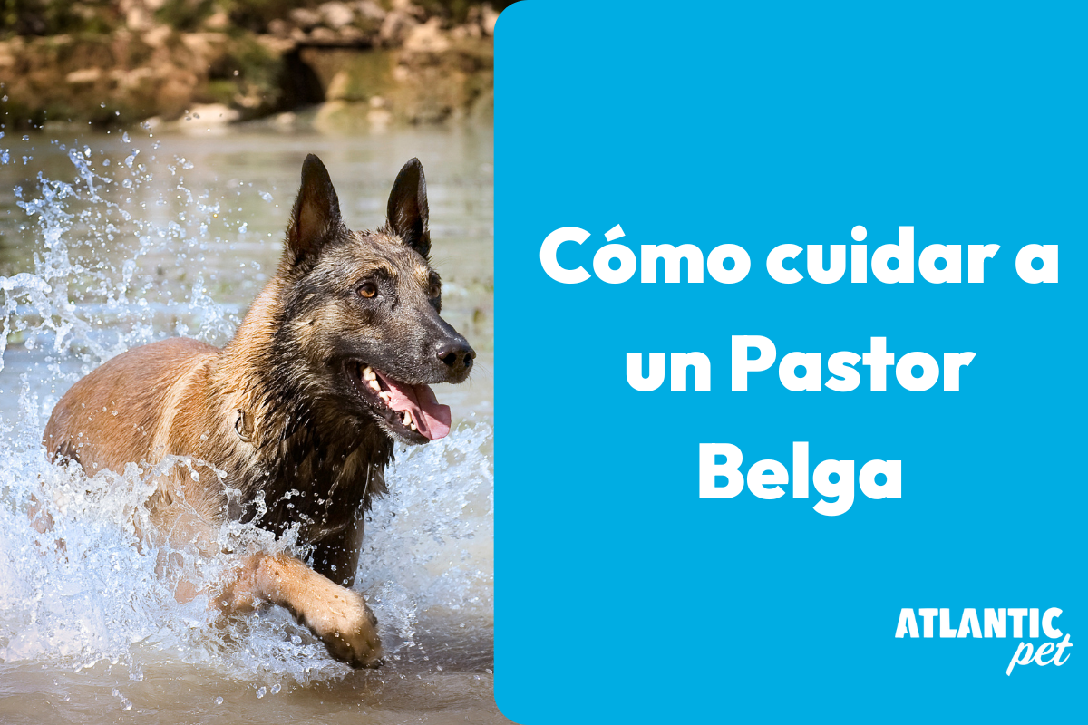 Cómo cuidar a un Pastor Belga: La guía completa para mantener a tu perro feliz y saludable