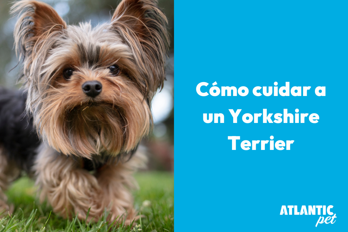 Cuidar a un Yorkshire Terrier: Guía Completa para su Bienestar