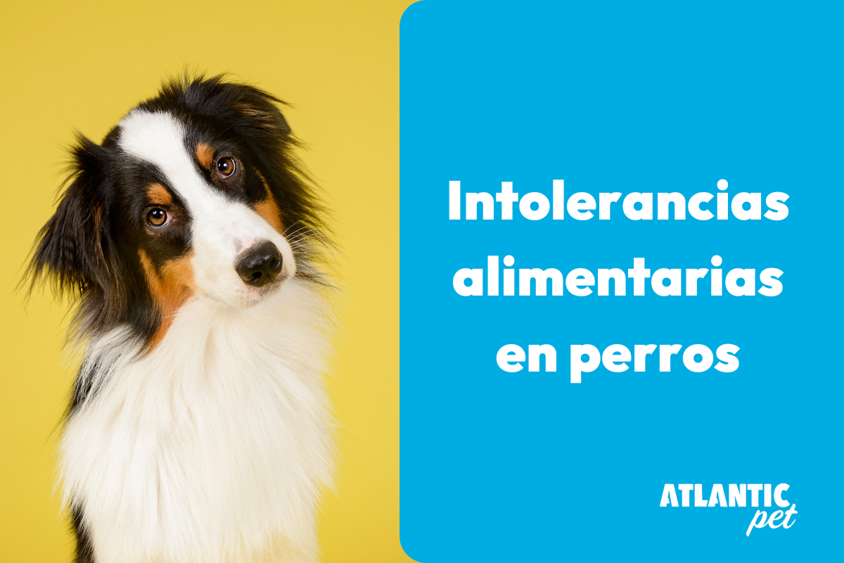 Intolerancias alimentarias en perros: Cómo identificarlas y solucionarlas