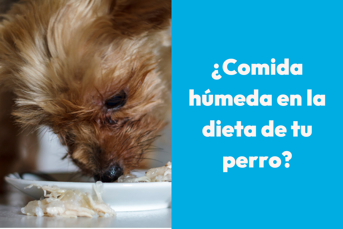Comida húmeda para perros: ¿Por qué incluirla en su dieta?
