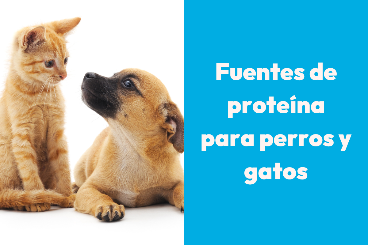 Fuentes de proteína para perros y gatos: ¿Cuál elegir según su edad y nivel de actividad?