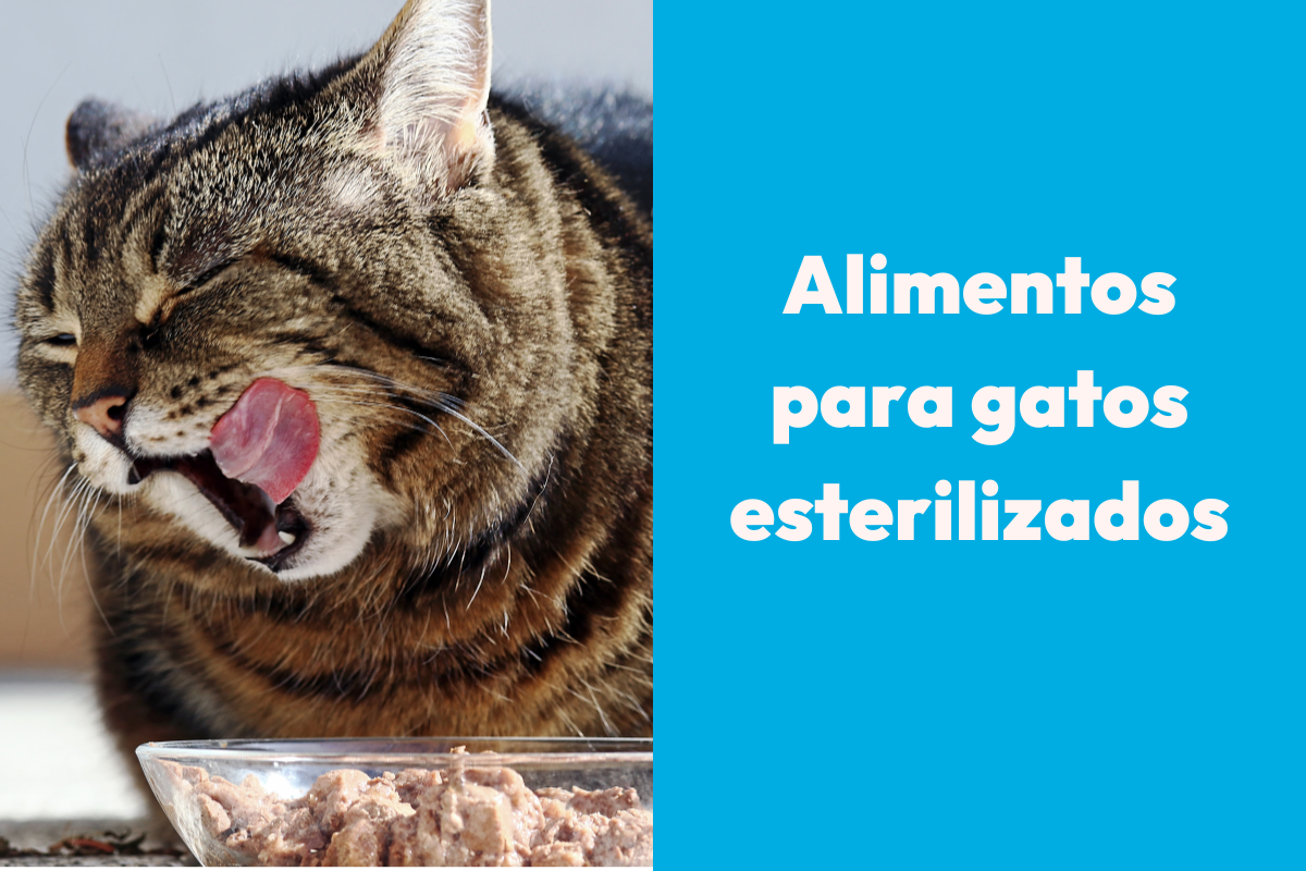 Alimentos para gatos esterilizados: cómo elegir la mejor nutrición para su bienestar