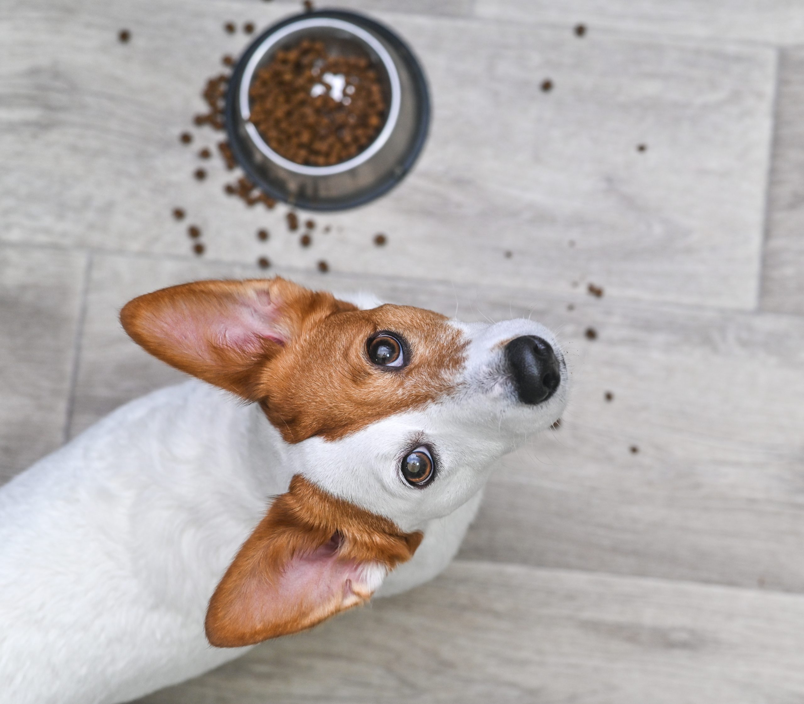 Guía rápida para leer la etiqueta del pienso de tu mascota