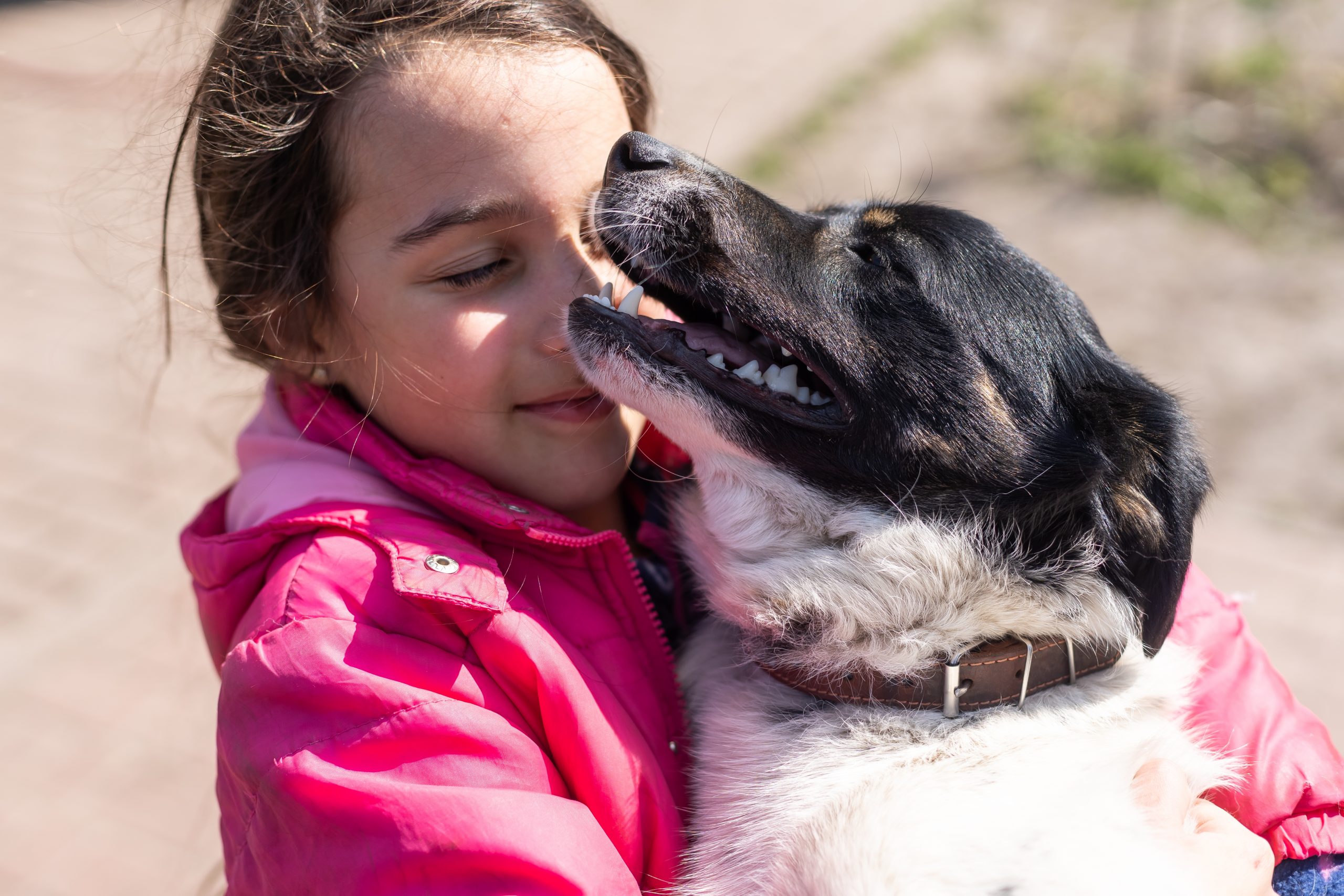 Albergues para perros y gatos en Canarias: cómo funcionan y por qué son esenciales