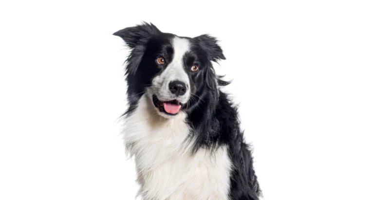 Guía Completa de Como Cuidar a un Border Collie