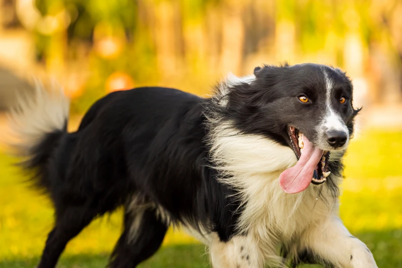Educación y estimulación Mental de un Border Collie